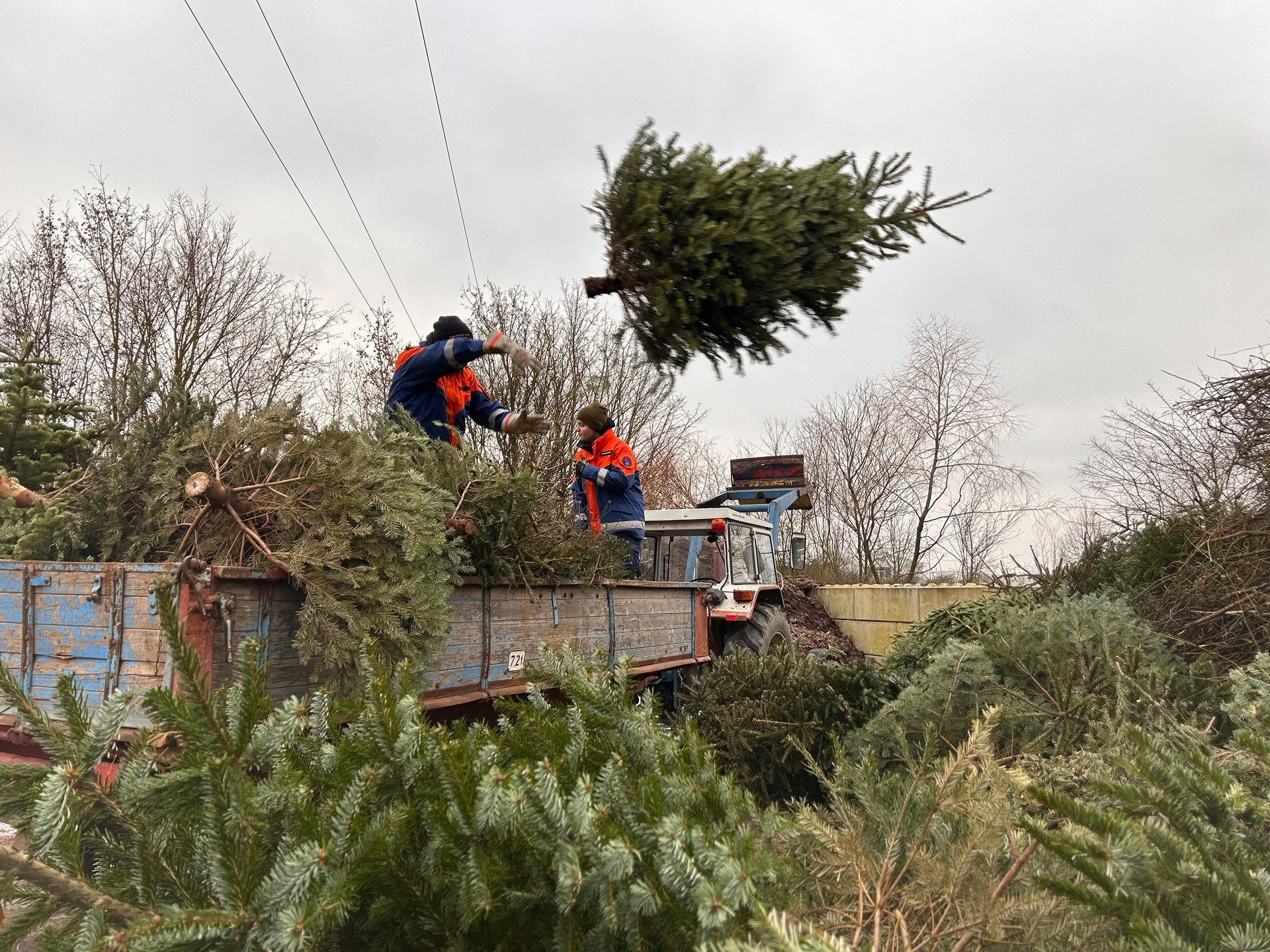 Abladen der Bäume am Wertstoffhof
